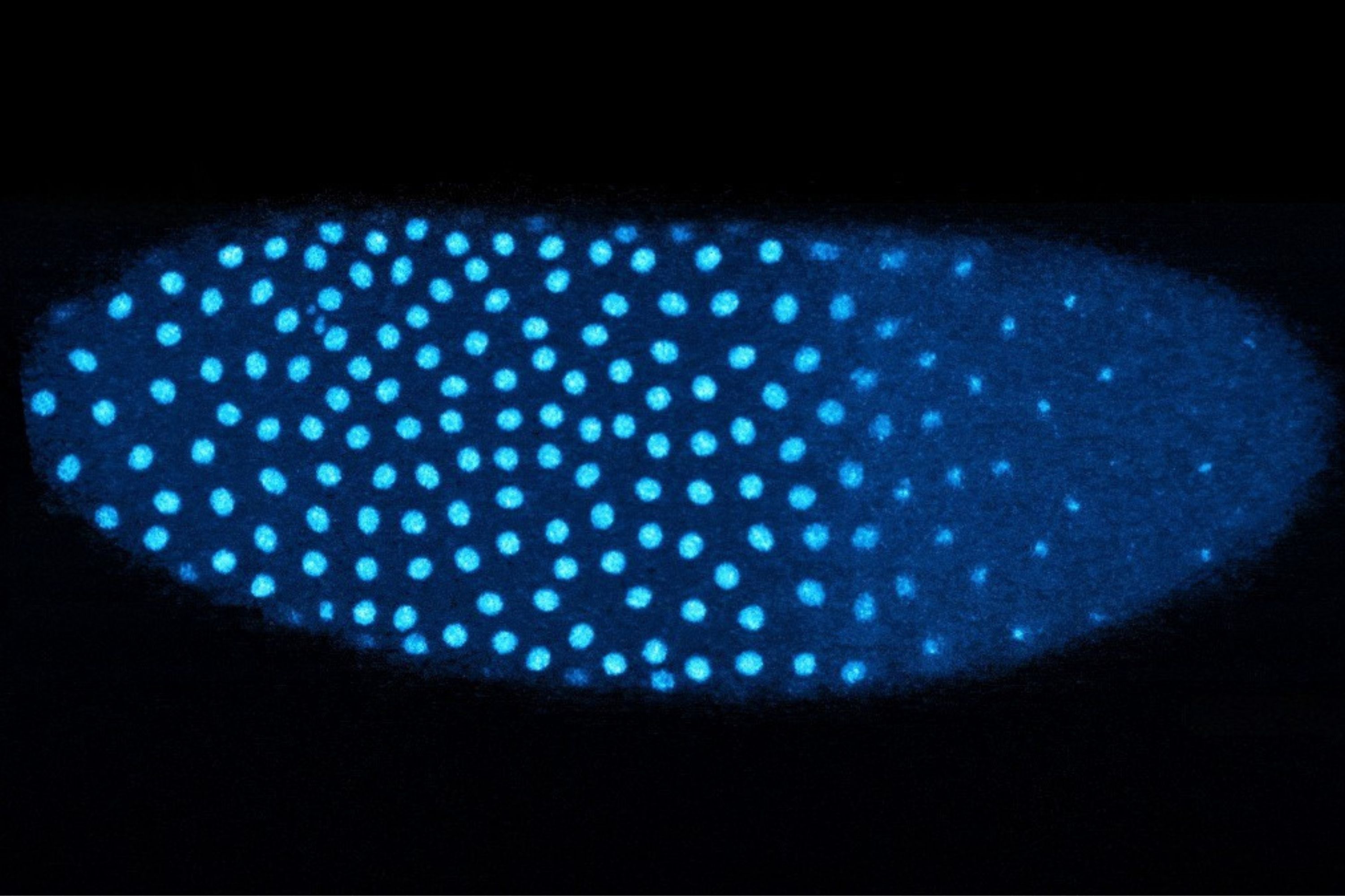 Embryo Research - 3000x2000 (1